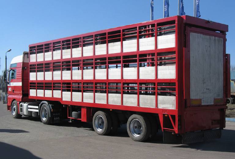 Прицеп для перевозки крупного рогатого скота из Россия, Новороссийска в Египет, Александрию